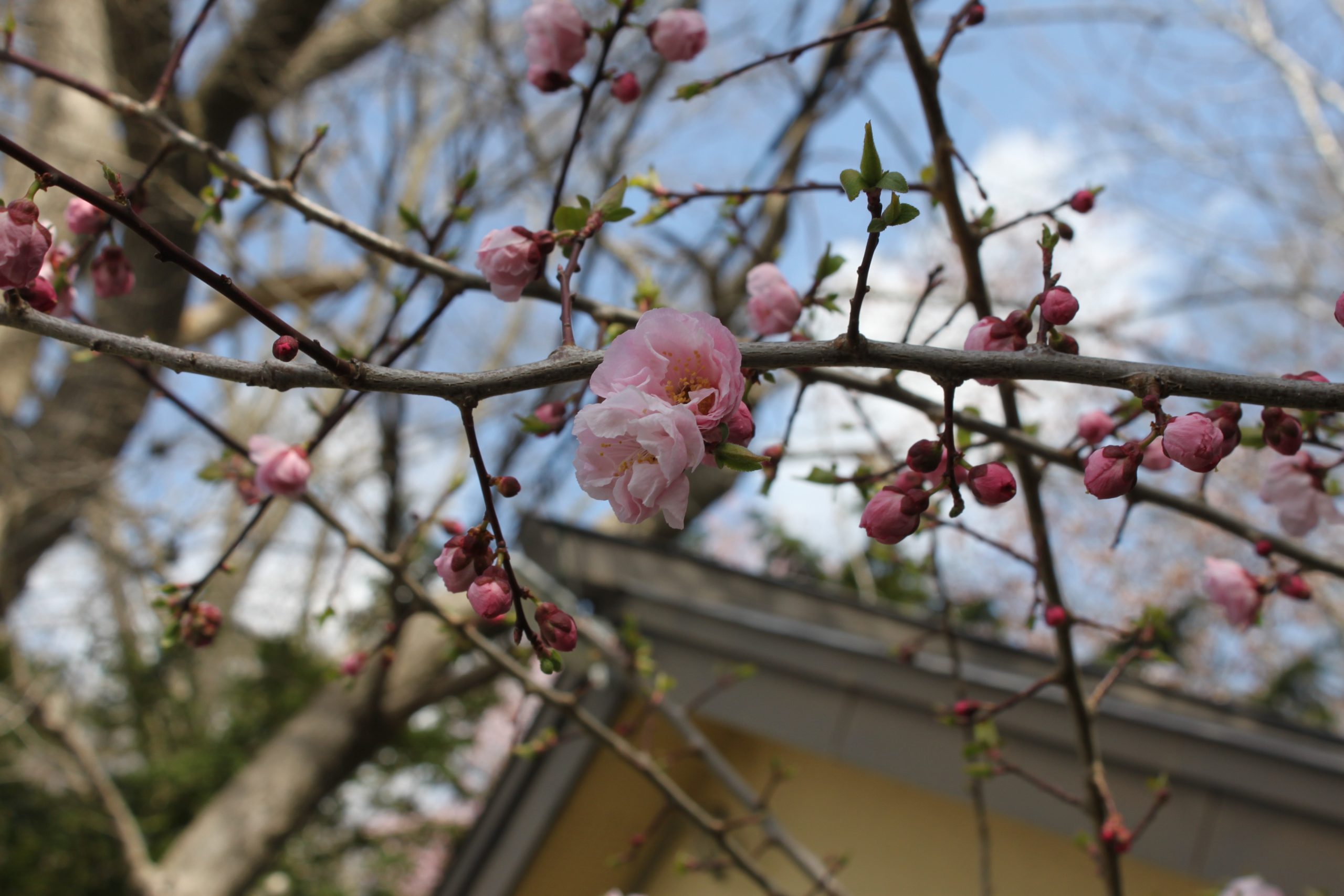 梅の花